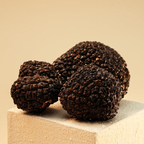 Schwarzer Burgundertrüffel (Tuber aestivum)