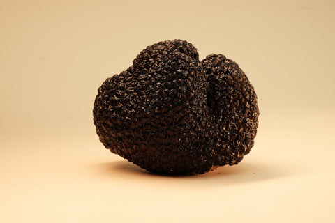 Schwarze Burgundertrüffel aus Deutschland (Tuber aestivum)