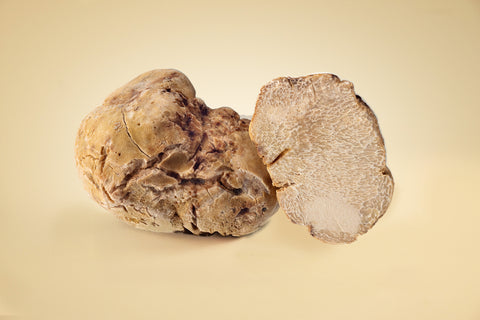Weiße Alba Trüffel (Tuber magnatum)