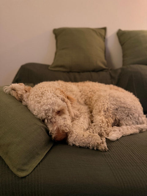 Maxi, Trüffelhund, Lagotto Romagnolo, nach der Trüffelsuche, beim schlafen auf dem Sofa
