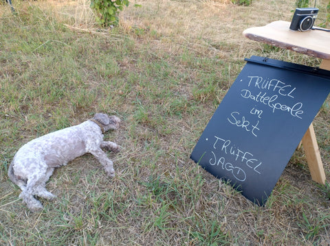 Giuli, Trüffelhund, Teammitglied Cher Pierre, schlafend im Gras, ein Schild Trüffeljagd und Trüffeldattelperle mit Sekt