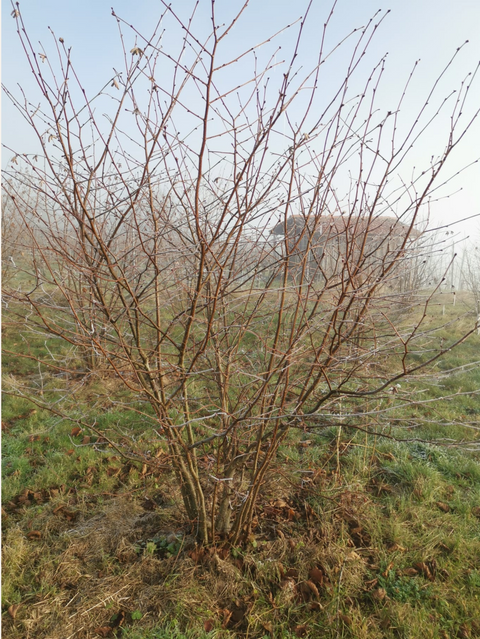 Trüffelanbau im Enzkreis – junge Haselbäume auf der Cher Pierre Trüffelfarm im Winter
