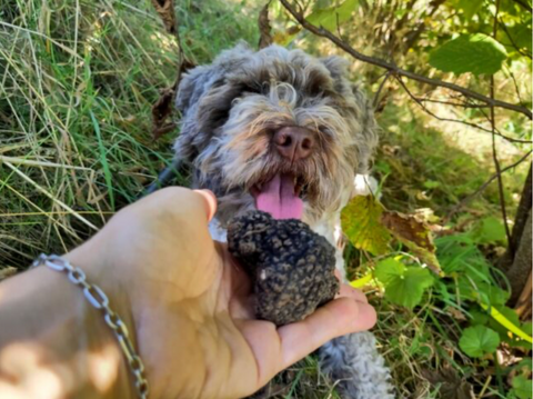 Wir haben etwas ganz besonderes für Sie! ‌