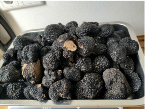 🍄 Trüffel, wohin das Auge reicht – jetzt zugreifen! ‌