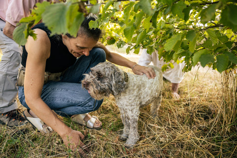 Trüffelhunde: Warum die Nase über die Ernte entscheidet
