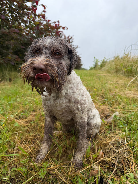 Giuli, Lagotto Romagnolo, Trüffelhund, Teammitglied Cher Pierre