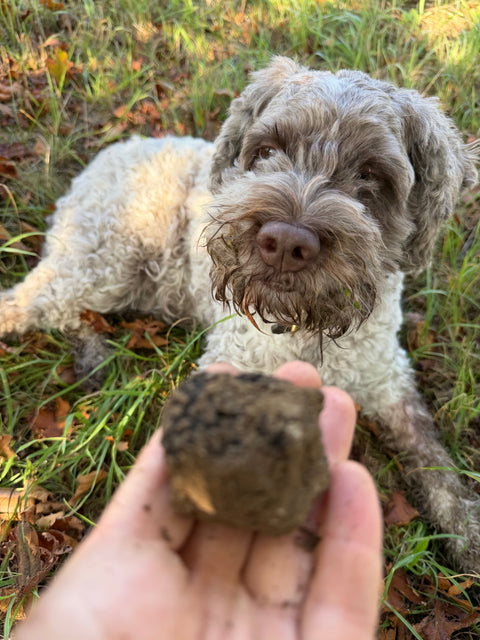 Giuli, Lagotto Romagnolo, Trüffelhund, Trüffelfund und Trüffel in der Hand