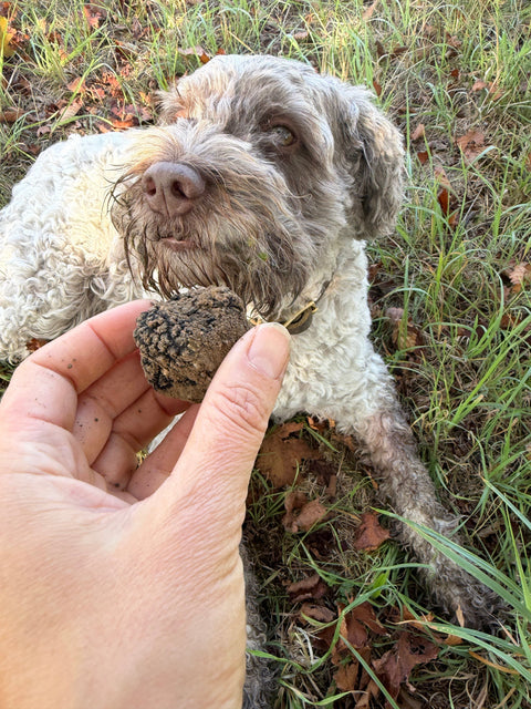 Trüffelhund Giuli mit Hand und frischer Trüffel im Herbst 2026