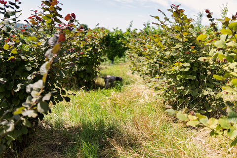 Trüffelfarm von Cher Pierre im Enzkreis mit Trüffelhündin Giulietta zwischen den Haselreihen