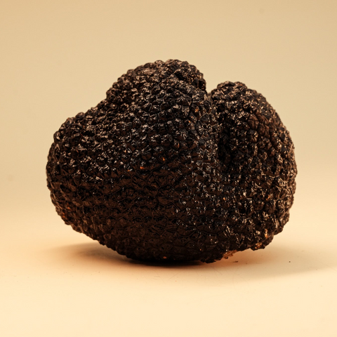 Schwarze Burgundertrüffel aus Deutschland (Tuber aestivum)