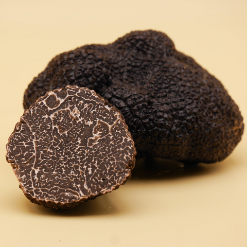 Schwarze Périgordtrüffel (Tuber melanosporum)