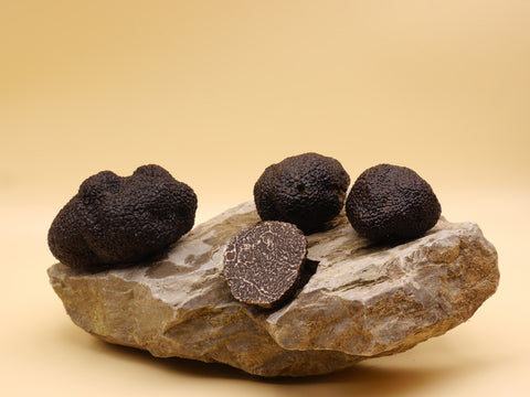 Schwarze Périgordtrüffel (Tuber melanosporum)
