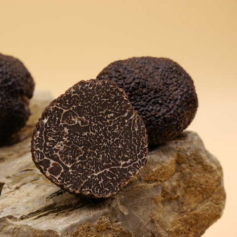 Schwarze Périgordtrüffel (Tuber melanosporum)