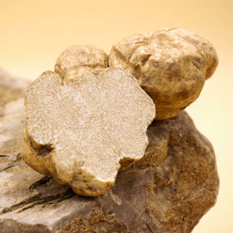 Weiße Alba Trüffel (Tuber magnatum)