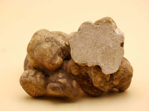 Weiße Alba Trüffel (Tuber magnatum)