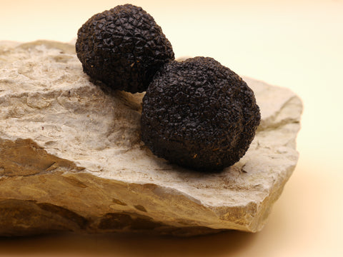 Schwarzer Burgundertrüffel (Tuber aestivum) auf Stein, internationale Herkunft