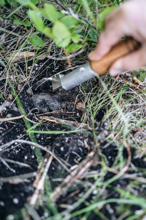 Reifer Trüffel wird bei der Ernte vorsichtig aus dem Boden freigelegt