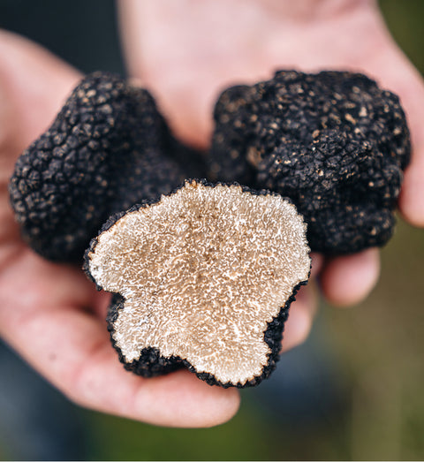 Frische schwarze Trüffel und angeschnittener Burgundertrüffel in der Hand